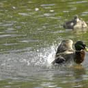 Dozens of water pollution incidents were recorded in Dacorum, photo from Clive Gee PA Images