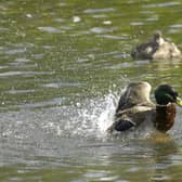 Dozens of water pollution incidents were recorded in Dacorum, photo from Clive Gee PA Images