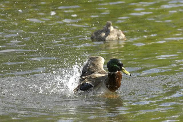 Dozens of water pollution incidents were recorded in Dacorum, photo from Clive Gee PA Images