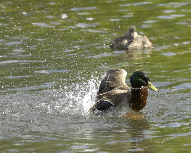 Dozens of water pollution incidents were recorded in Dacorum, photo from Clive Gee PA Images