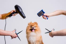 Grooming your dog can bring you closer to your pet (photo: Adobe)