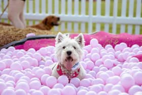 For every dog walked Agria will donate £5 towards dog rescue organisations across the UK.