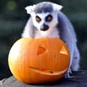 Boo at the Zoo returns to Whipsnade Zoo this October half term