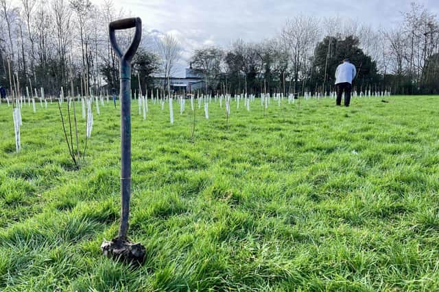 Trees being planted as part of an environmental improvement scheme