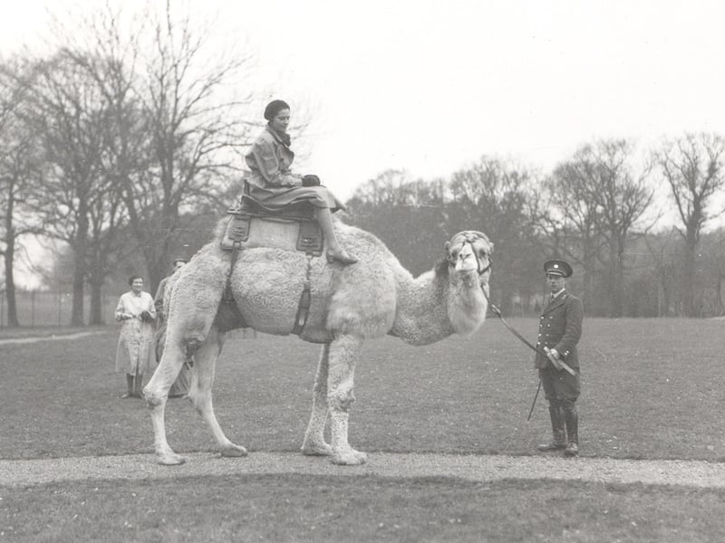 Camel rides at Whipsnade Zoo