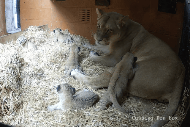 Mum and cubs, captured on cubcam. (Picture: ZSL)