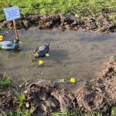 The leak had created a pond which became home to a family of plastic ducks!