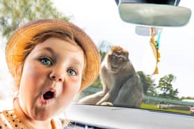 A child poses for a selfie with a monkey on the car. Photo: Woburn Safari Park