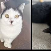 Soulmates Sookie and Quincy.