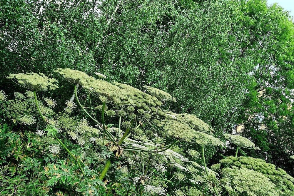 Giant hogweed