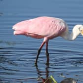 A 'Pink' Spoonbill