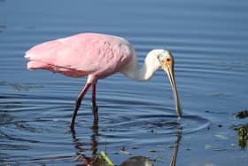 A 'Pink' Spoonbill