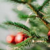 Experts at Gardening Express have identified the key elements to keep an eye out for when shopping for festive fir (photo: Pexels)