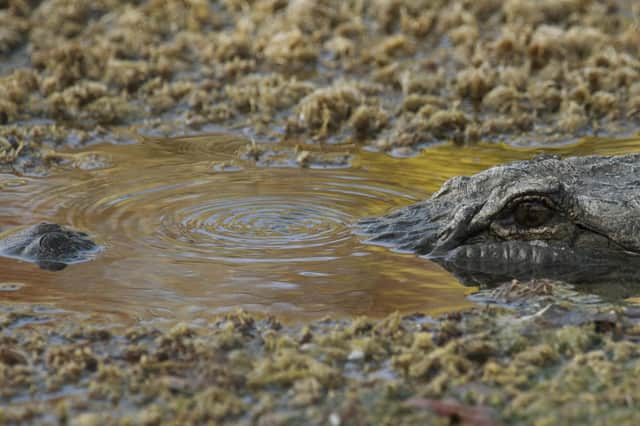 13 really wild dangerous animals living in Dacorum - from an aligator to a  king cobra | Hemel Today