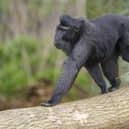 Sulawesi crested macaque explore brand new habitat at Whipsnade Zoo