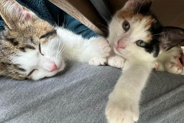 Tina and Percy