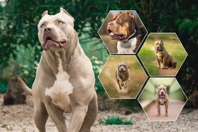 American XL Bullies are defined by their height and muscular build