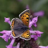 Small Copper Butterfly