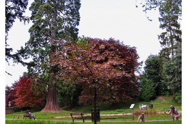 Trees standing tall in Tring’s memorial gardens. 
Taken by Gerald Golding
