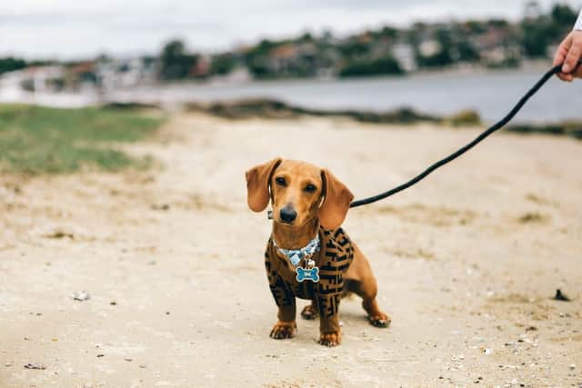 Owning a sausage dog could mean you have Lib Dem leanings - Animal News Agency 