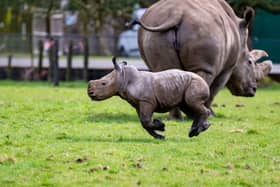 Baby southern white rhino running across paddock.