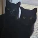 Zeus and Zillo
