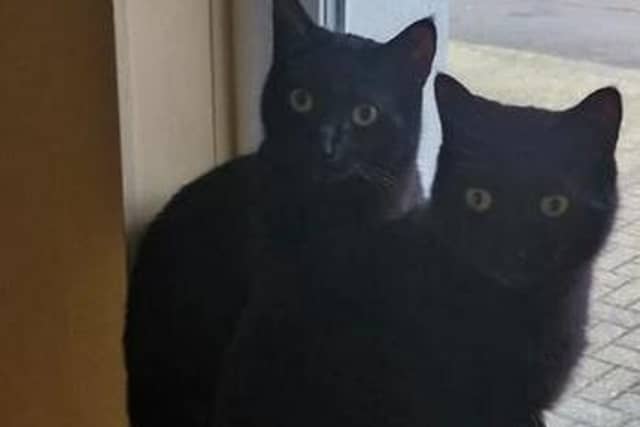 Zeus and Zillo