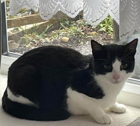 Fern is looking for a human playmate.