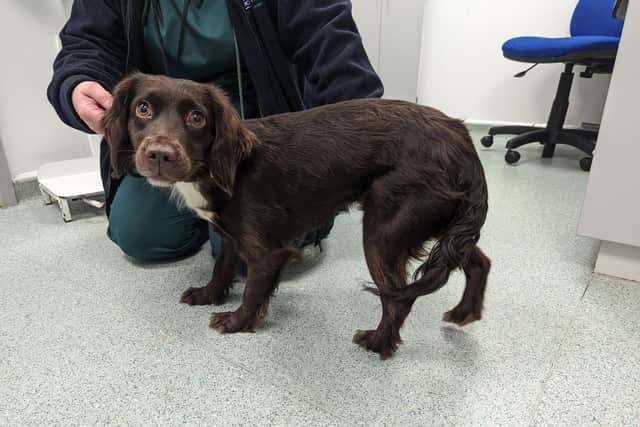 Poppy was rescued by the RSPCA
