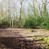 Bury Wood , Hertfordshire
