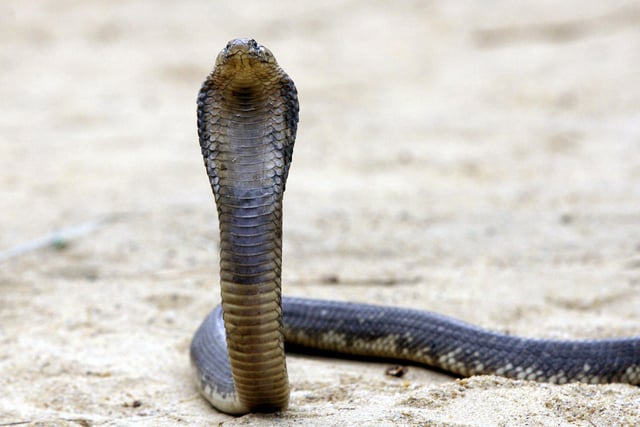 Also known as Ouraeus, the Egyptian cobra is one of the most venomous snakes in North Africa having caused many snakebites to humans. 
It grows to an average around 1.4 metres, with the longest recorded specimen measuring in at 2.59 metres.
In the wild, Egyptian cobra can live from 20 to 30 years.