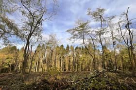 Six hectare of woodland have been cleared and thinned in the first year.