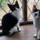 Tibbles and Bubbles