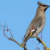 Waxwing