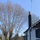The tree on Station Road