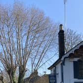 The tree on Station Road