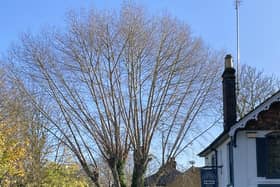 The tree on Station Road