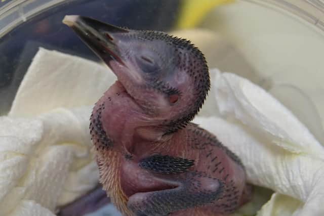 This tiny sihek is a beacon of hope for the future of this Extinct in the Wild species
