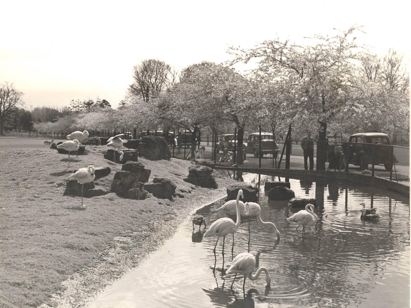 Jumping forward to the zoo's 21st anniversary, with this picture of flamingos