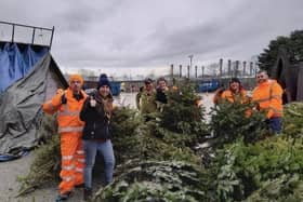 Pictured: Trees getting recycled