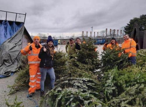 Pictured: Trees getting recycled