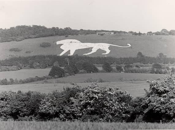 This is one of the earliest pictures of Whipsnade Zoo's famous chalk white lion, excavated in 1933