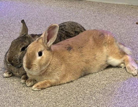 Oaken & Eisa