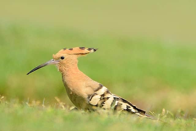 Photo of a Hoopoe from Jonathan Forgham