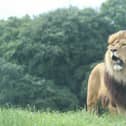 Khari, the magnificent African lion (c) ZSL