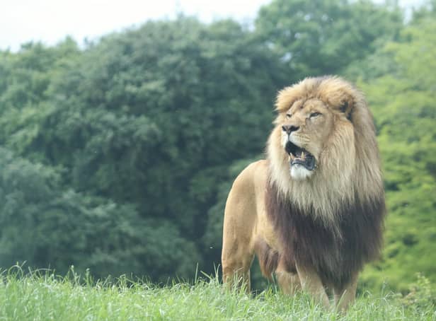Khari, the magnificent African lion (c) ZSL