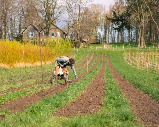 Agroforestry in action