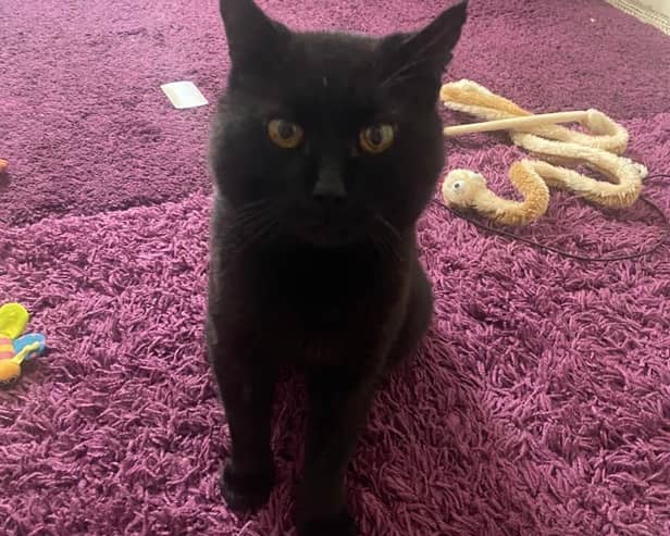 Monsieur is looking for a forever home.