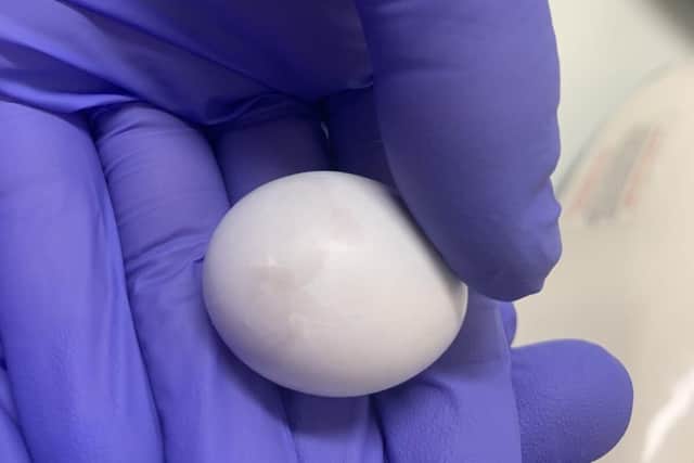 A marble sized sihek egg.