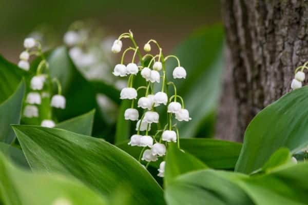 Both dogs and cats can be poisoned by Lily of the Valley (Photo: Shutterstock)